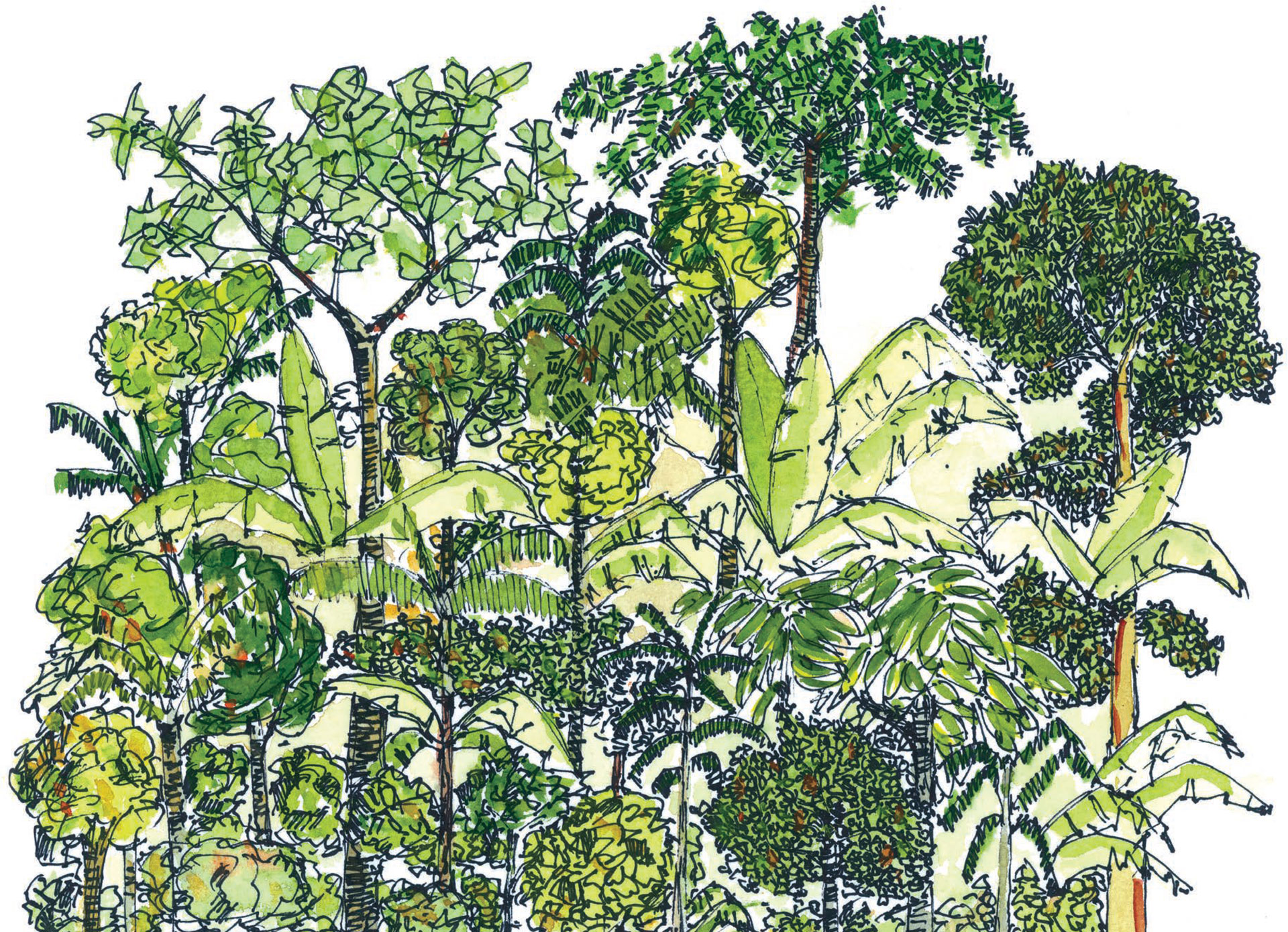 Foresta-tropicale_La-pianta-del-mondo-low