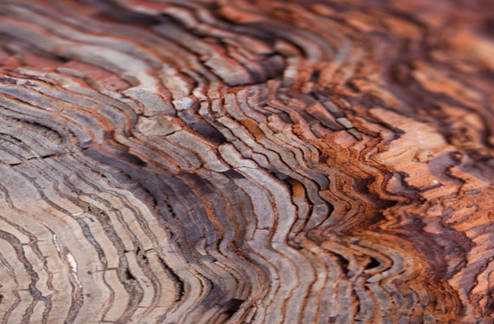 PaolaLenti_Abonos_legno_